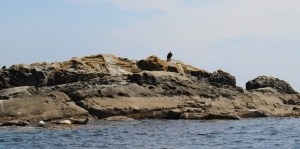 BaldEagle_whalewatch