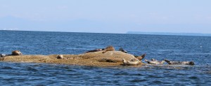 Seals2_whalewatch