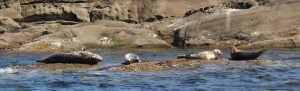 Seals_whalewatch